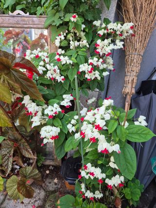 귤19190님의 작성글 사진