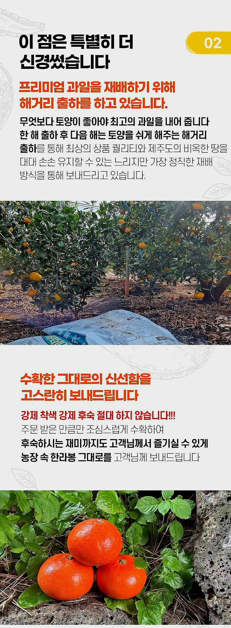 자두14488님의 장터 판매 상품 [제주도 홍매향 극강의 달콤함 빨간 홍매향 고당도 프리미엄] 첨부 사진