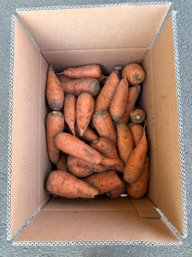 김훈님의 장터 판매 상품 [제주 구좌당근 10kg 가정용 사이즈혼합 ] 첨부 사진