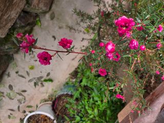 달맛햇복숭아농원님의 자유주제 · 사진전 작성글 사진