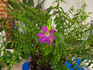 달맛햇복숭아농원님의 자유주제 · 사진전 작성글 사진