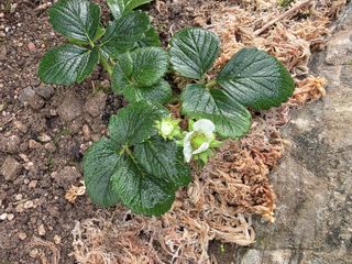 달맛햇복숭아농원님의 자유주제 · 사진전 작성글 사진