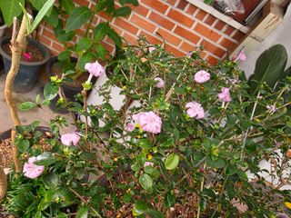 달맛햇복숭아농원님의 자유주제 · 사진전 작성글 사진