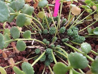 달맛햇복숭아농원님의 자유주제 · 사진전 작성글 사진