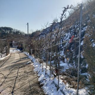 가로수님의 자유주제 · 자유게시판 작성글 사진