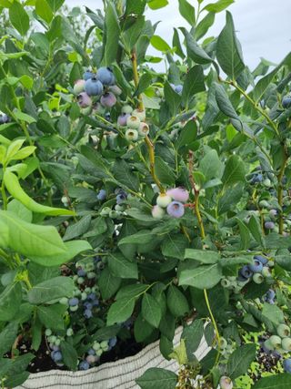 진여화 농원님의 자유주제 · 자유게시판 작성글 사진