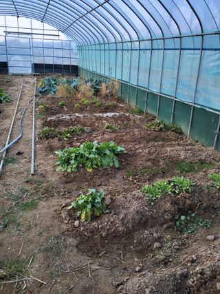 식만동 강변농원님의 자유주제 · 자유게시판 작성글 사진