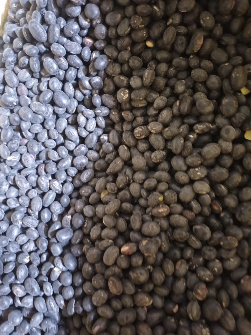 김재중님의 장터 판매 상품 [서리태60키로] 첨부 사진