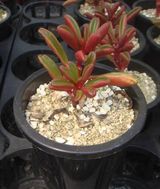 팜모닝 자유주제·자유게시판 게시글 이미지