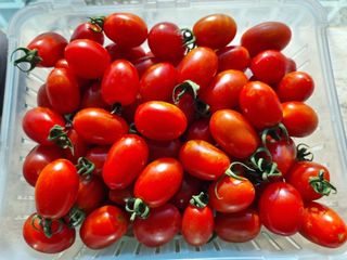 진여화 농원님의 자유주제 · 자유게시판 작성글 사진