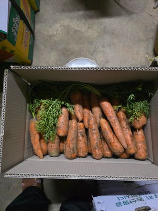 나로하여금영농초보님의 작성글 사진