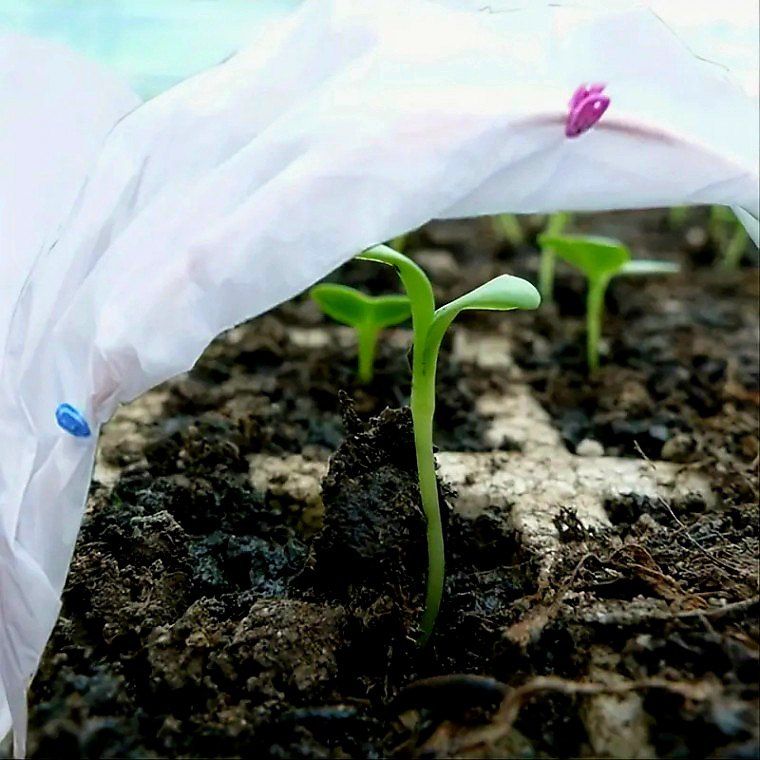 장터 상품 [부직포 식물보호커버 한파를 막아주는 든든한] 썸네일