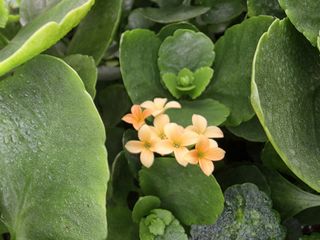 달맛햇복숭아농원님의 자유주제 · 사진전 작성글 사진