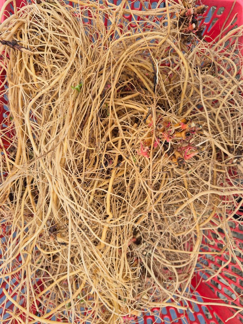 쨍하고해뜨는농원님의 장터 판매 상품 [건우슬뿌리1kg] 첨부 사진