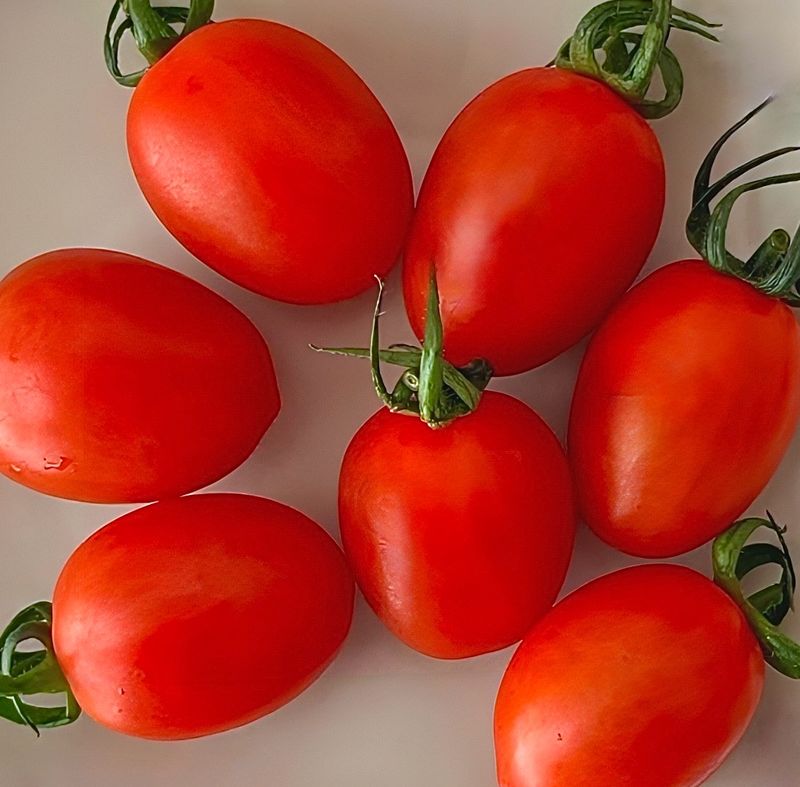 농부손녀님의 장터 판매 상품 [[초특가] 코코 방울토마토 5kg ] 첨부 사진