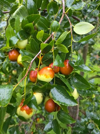 공주유구 구계박만호님의 작성글 사진