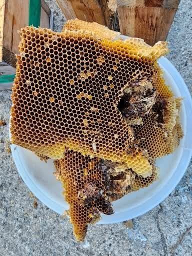 최승표님의 장터 판매 상품 [토종꿀1.2kg] 첨부 사진