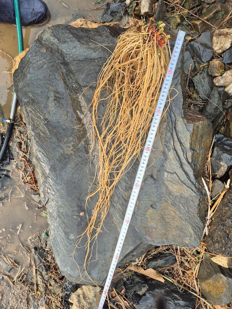 쨍하고해뜨는농원님의 장터 판매 상품 [건우슬뿌리1kg] 첨부 사진