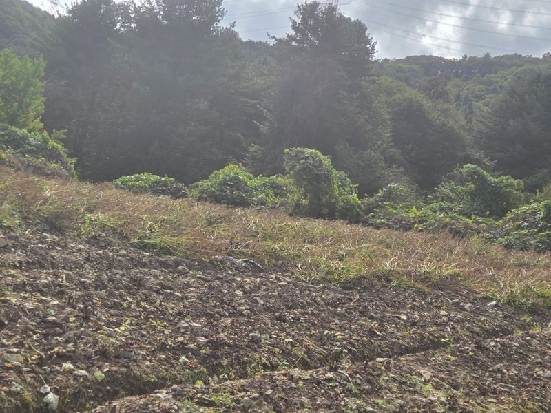 최승표님의 장터 판매 상품 [들깨6kg한말] 첨부 사진