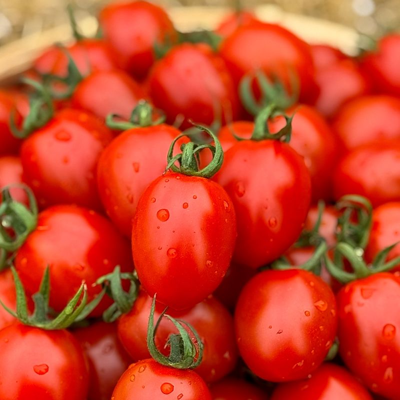 농부손녀님의 장터 판매 상품 [[초특가] 코코 방울토마토 5kg ] 첨부 사진