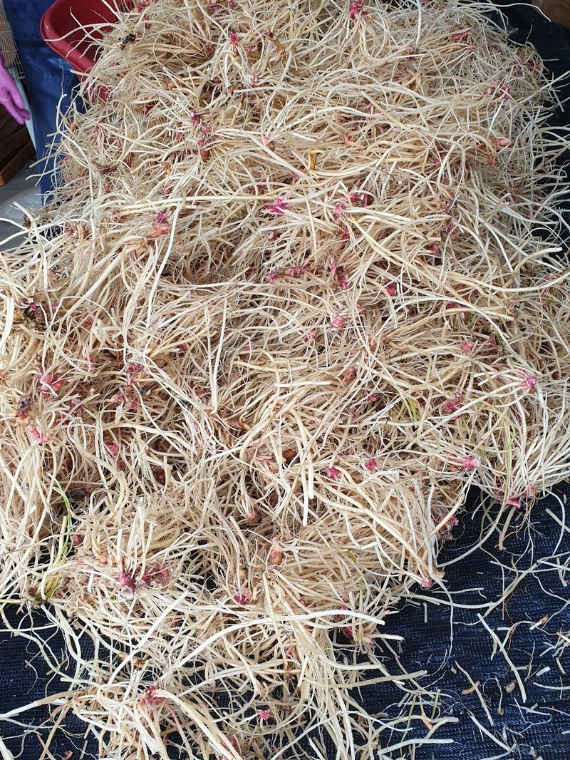 쨍하고해뜨는농원님의 장터 판매 상품 [건우슬뿌리1kg] 첨부 사진