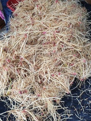 쨍하고해뜨는농원님의 작성글 사진