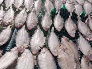 마늘 복숭아윤금자님의 작성글 사진