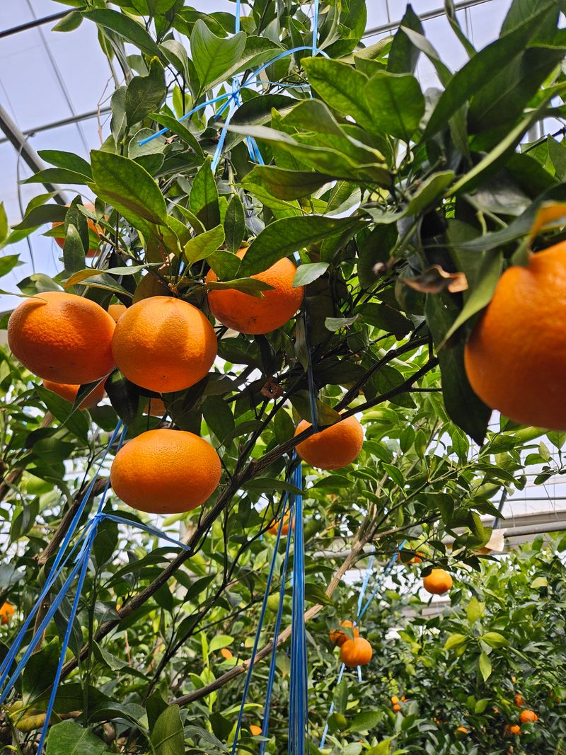 제주 지안이네농장님의 장터 판매 상품 [제주레드향] 첨부 사진