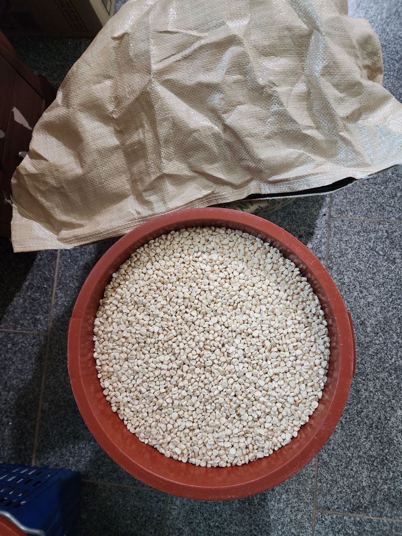 손을선님의 장터 판매 상품 [옥수수] 첨부 사진