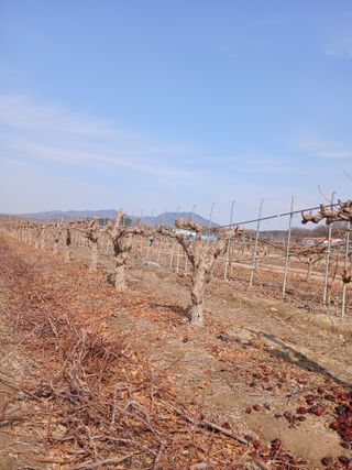 팜모닝회원이성구님의 자유주제 · 자유게시판 작성글 사진