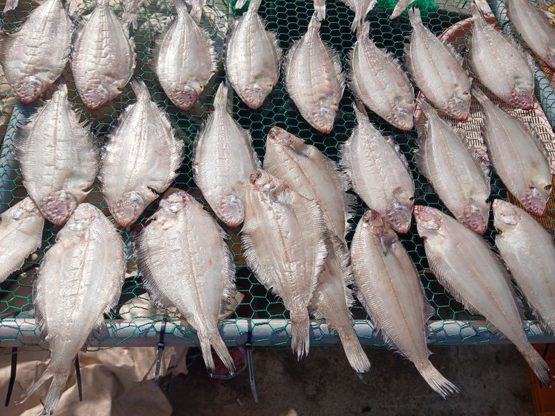 마늘  복숭아윤금자님의 장터 판매 상품 [참가자미.기름가자미] 첨부 사진