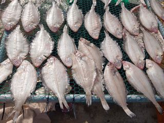 마늘 복숭아윤금자님의 작성글 사진