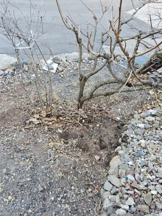 김용대님의 자유주제 · 자유게시판 작성글 사진