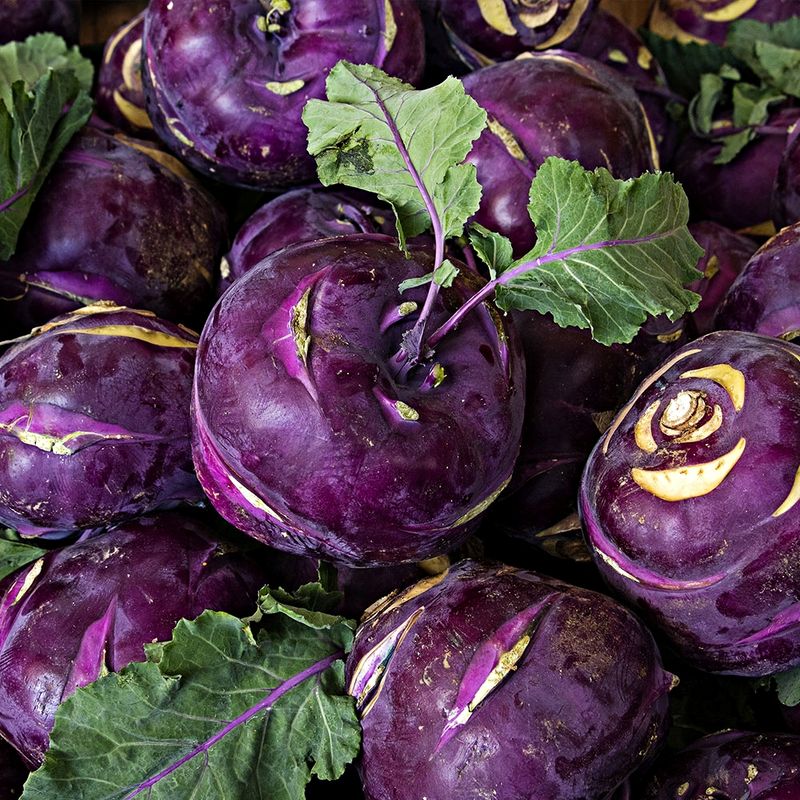 장터 상품 [무료배송 고당도 제주 콜라비 실속 가정용 ] 썸네일