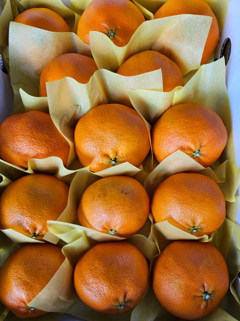 제주 지안이네농장님의 장터 판매 상품 [제주레드향] 첨부 사진