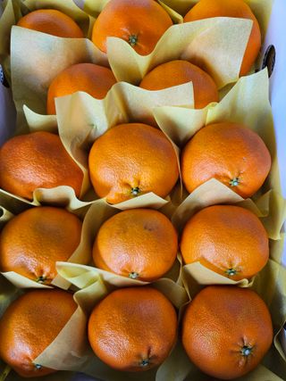 제주 지안이네농장님의 작성글 사진