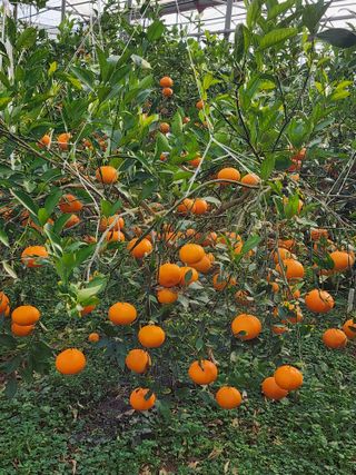 제주부자팜님의 자유주제 · 자유게시판 작성글 사진