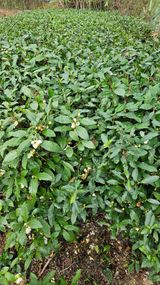 팜모닝 자유주제·자유게시판 게시글 이미지