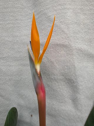 달맛햇복숭아농원님의 자유주제 · 사진전 작성글 사진