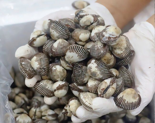 장터 상품 [새꼬막 3kg 보성벌교 당일조업 세척 새꼬막] 썸네일