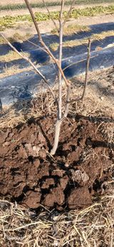 팜모닝 자유주제·자유게시판 게시글 이미지