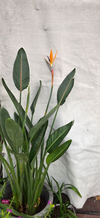 달맛햇복숭아농원님의 자유주제 · 사진전 작성글 사진