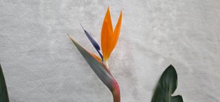 달맛햇복숭아농원님의 작성글 사진