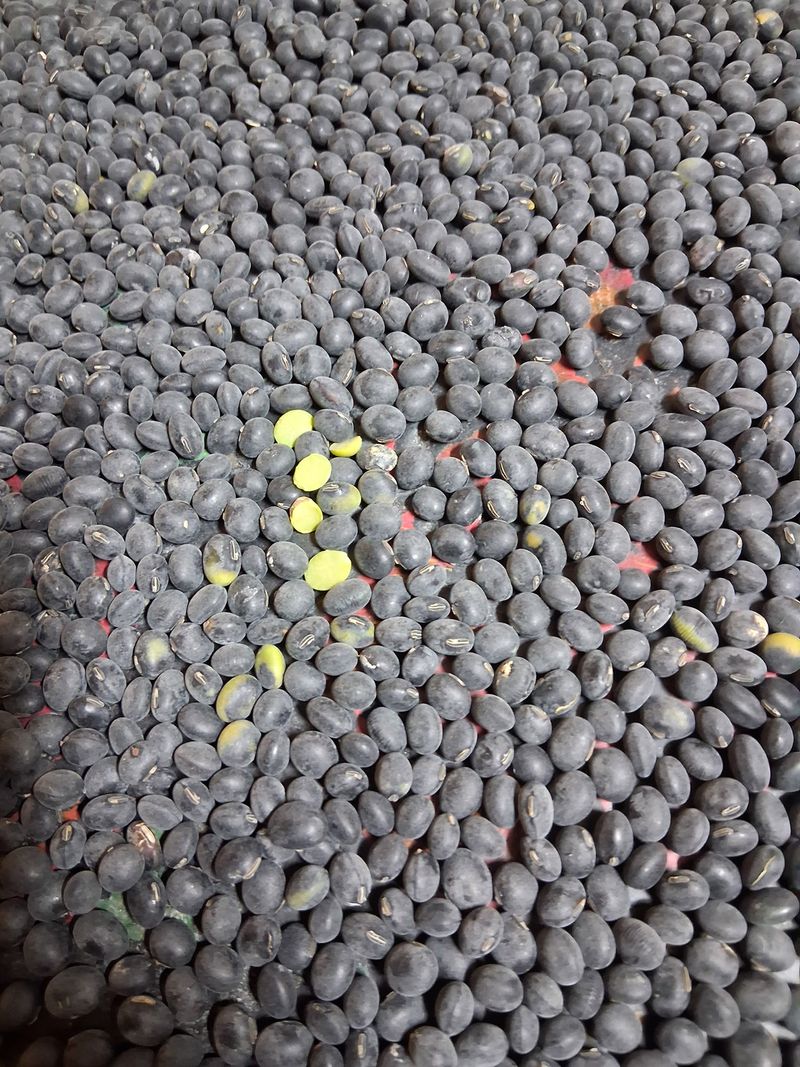 장터 상품 [검정서리태 1kg] 썸네일