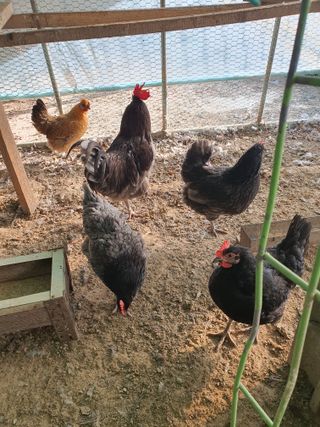 김영복님의 작성글 사진