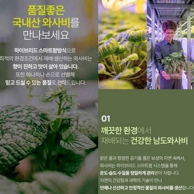 남도와사비님의 장터 판매 상품 [생와사비어린잎300g] 첨부 사진