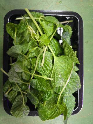 남도와사비님의 자유주제 · 자유게시판 작성글 사진