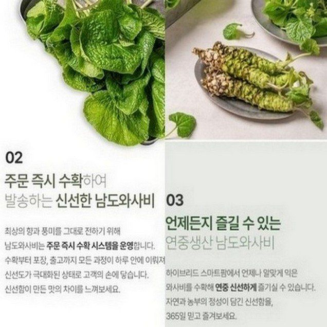 남도와사비님의 장터 판매 상품 [생와사비어린잎300g] 첨부 사진