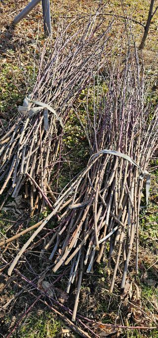 뿌리묘목농원님의 자유주제 · 자유게시판 작성글 사진