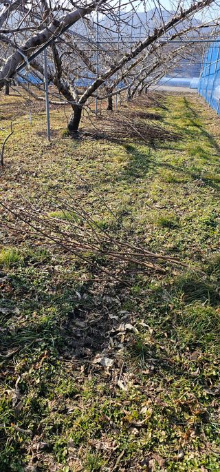 뿌리묘목농원님의 자유주제 · 자유게시판 작성글 사진